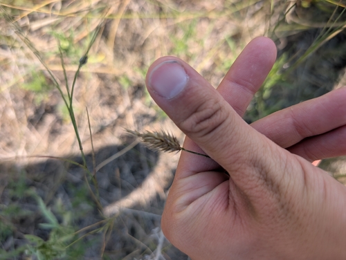 Crested Wheatgrass