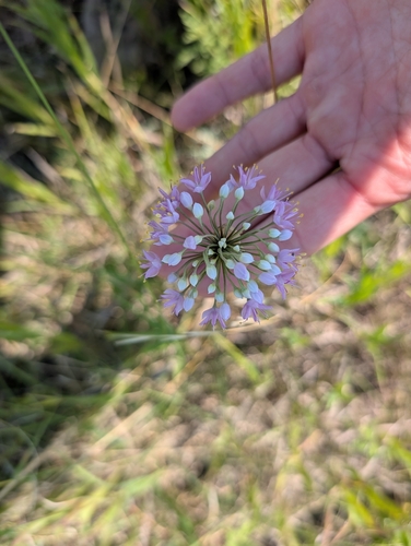 Prairie Onion