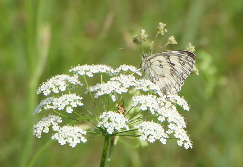 Marbled White