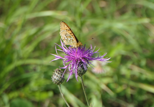 Dark Green Fritillary