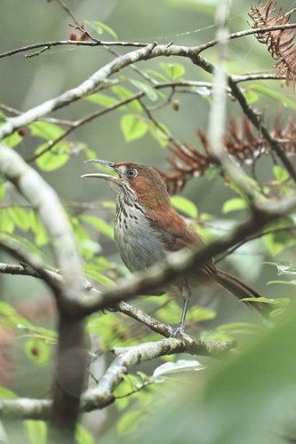 Gray-sided Scimitar-Babbler