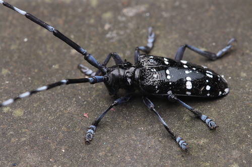 Citrus Longhorn Beetle