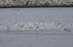 Elegant Tern