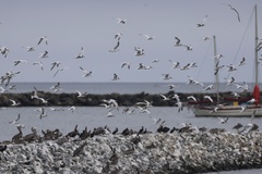 Elegant Tern