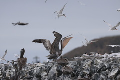 California Brown Pelican