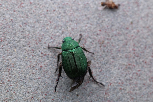 Mimela fukiensis