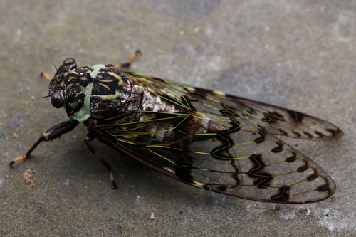 Semia klapperichi