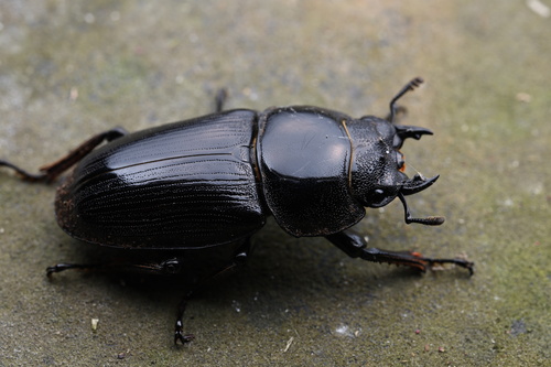 Hope's Stag Beetle