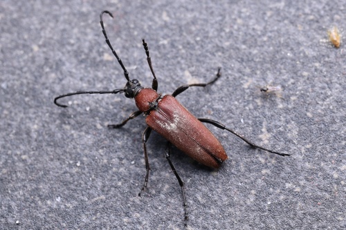 Stictoleptura dichroa