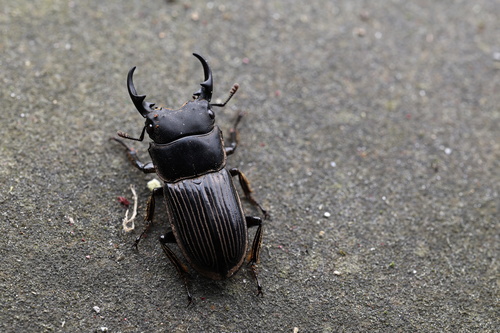Aegus kuangtungensis