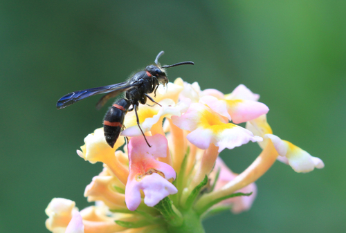 Ancistrocerus madaera