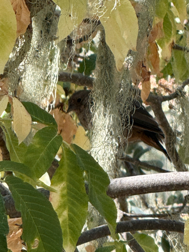 iNaturalist observation photo of California Towhee