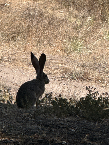 iNaturalist observation photo of Black-tailed Jackrabbit