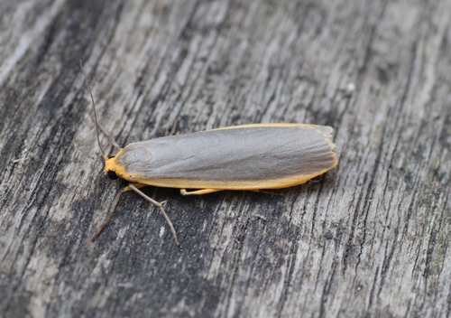 Common Footman