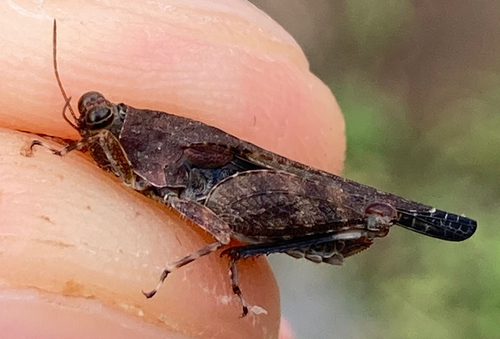 Aztec Pygmy Grasshopper
