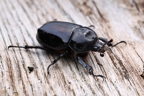 Allomyrina davidis