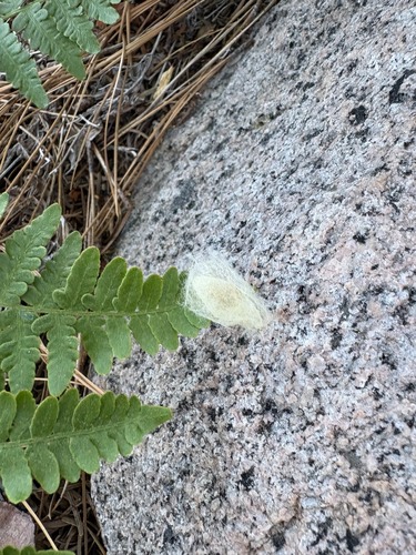 iNaturalist observation photo of Winged and Once-winged Insects