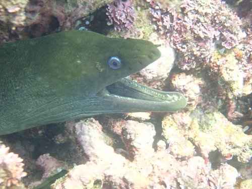 Chestnut Moray (Gymnothorax castaneus)