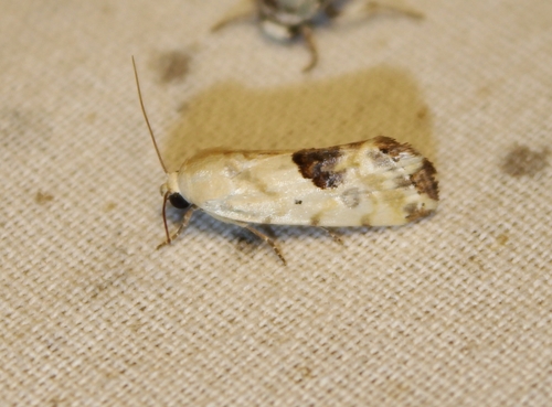 Ponometia libedis