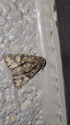 Spotted Phosphila Moth
