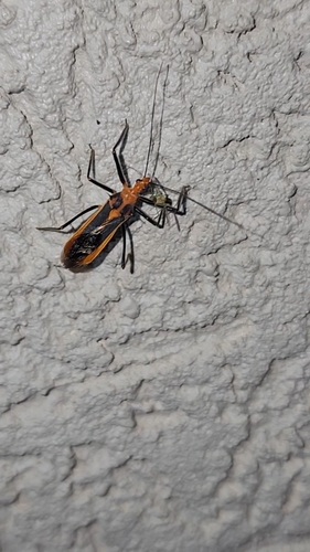Red Bull Assassin Bug