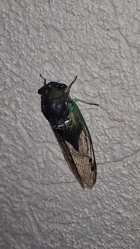 Common Swamp Cicada