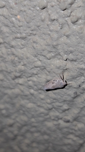 Citrus Flatid Planthopper