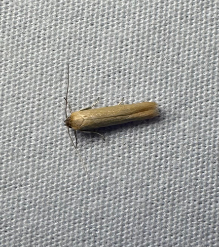 Holcocera immaculella