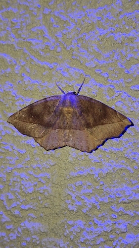 Curved-toothed Geometer Moth