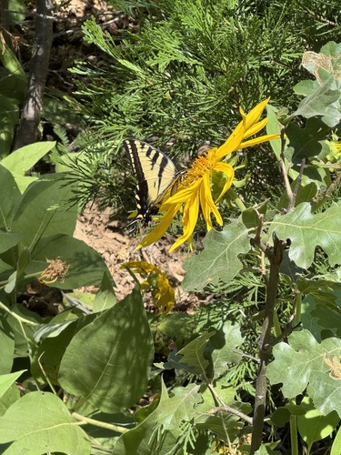 iNaturalist observation photo of Western Tiger Swallowtail