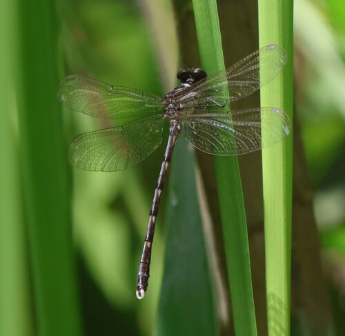 Wall's Grappletail