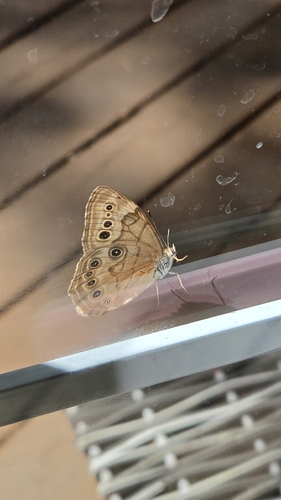 Northern Pearly-eye