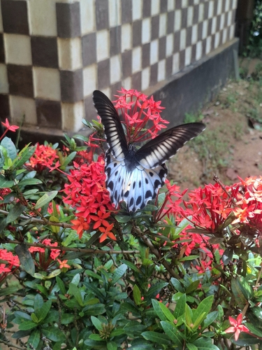 Sri Lankan Blue Mormon