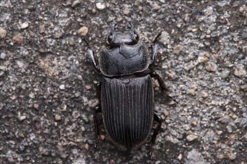 Aegus bidens
