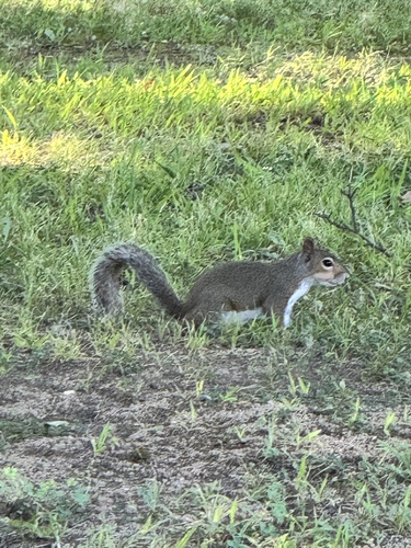 Eastern Gray Squirrel