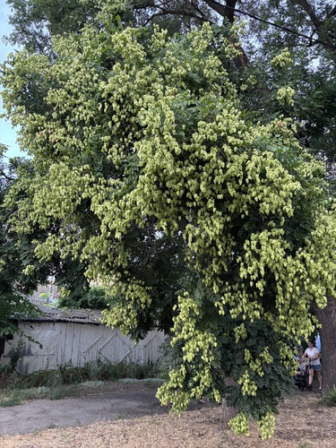 golden rain tree