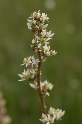 iNaturalist observation photo of Oregon Saxifrage