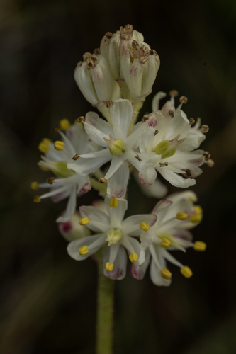 iNaturalist observation photo of western false asphodel