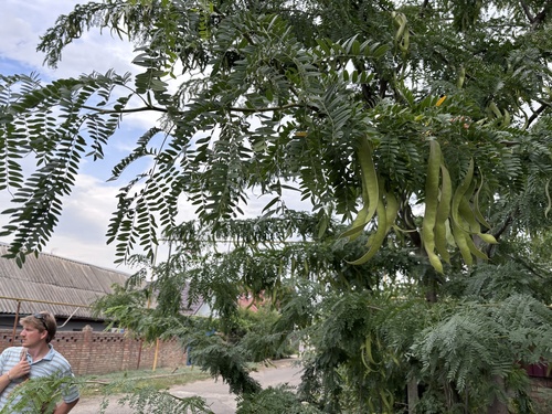 honey locust