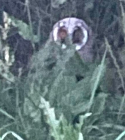 Long-eared Owl