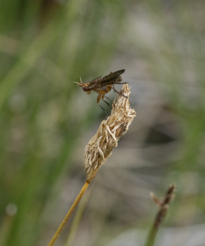 iNaturalist observation photo of Eurinini