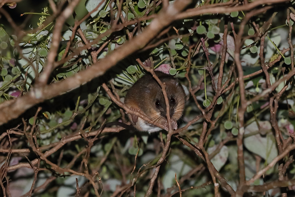 Black-tailed Melomys (Melomys rufescens)