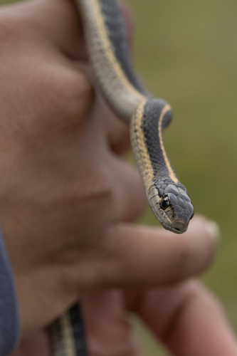 iNaturalist observation photo of Western Terrestrial Garter Snake