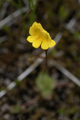 iNaturalist observation photo of primrose monkeyflower