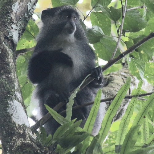White-throated Samango