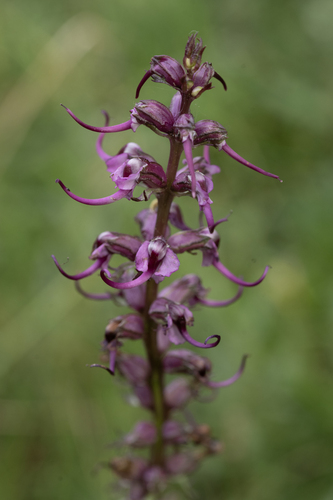 iNaturalist observation photo of Elephant's-Head lousewort