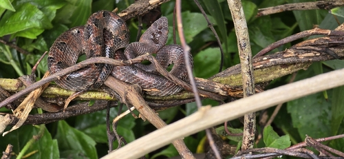 Hump-nosed Viper