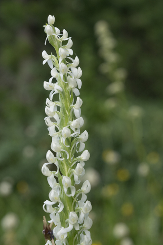iNaturalist observation photo of Sierra Bog Orchid