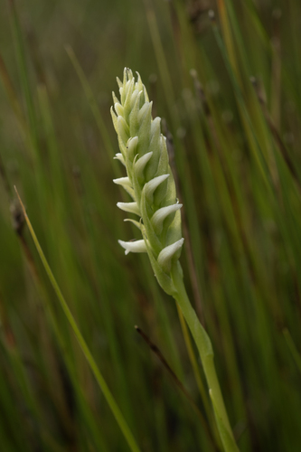 iNaturalist observation photo of Hooded Ladies' Tresses
