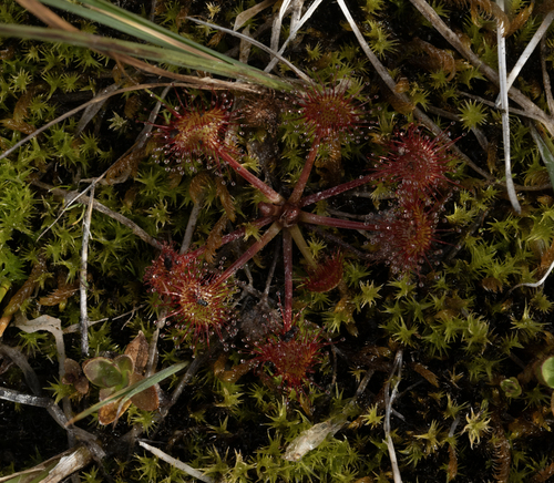 iNaturalist observation photo of round-leaved sundew